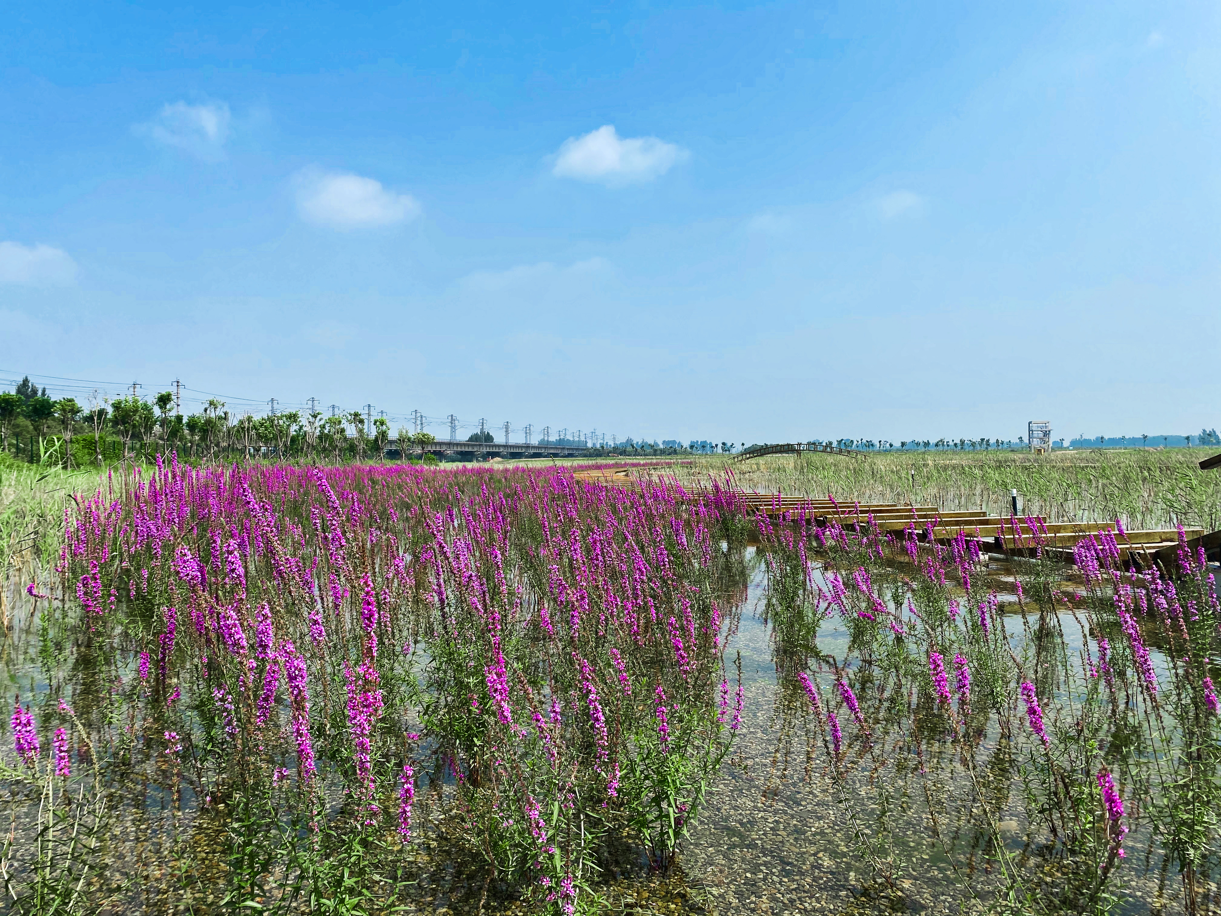 水生植物.jpg 水生植物.jpg