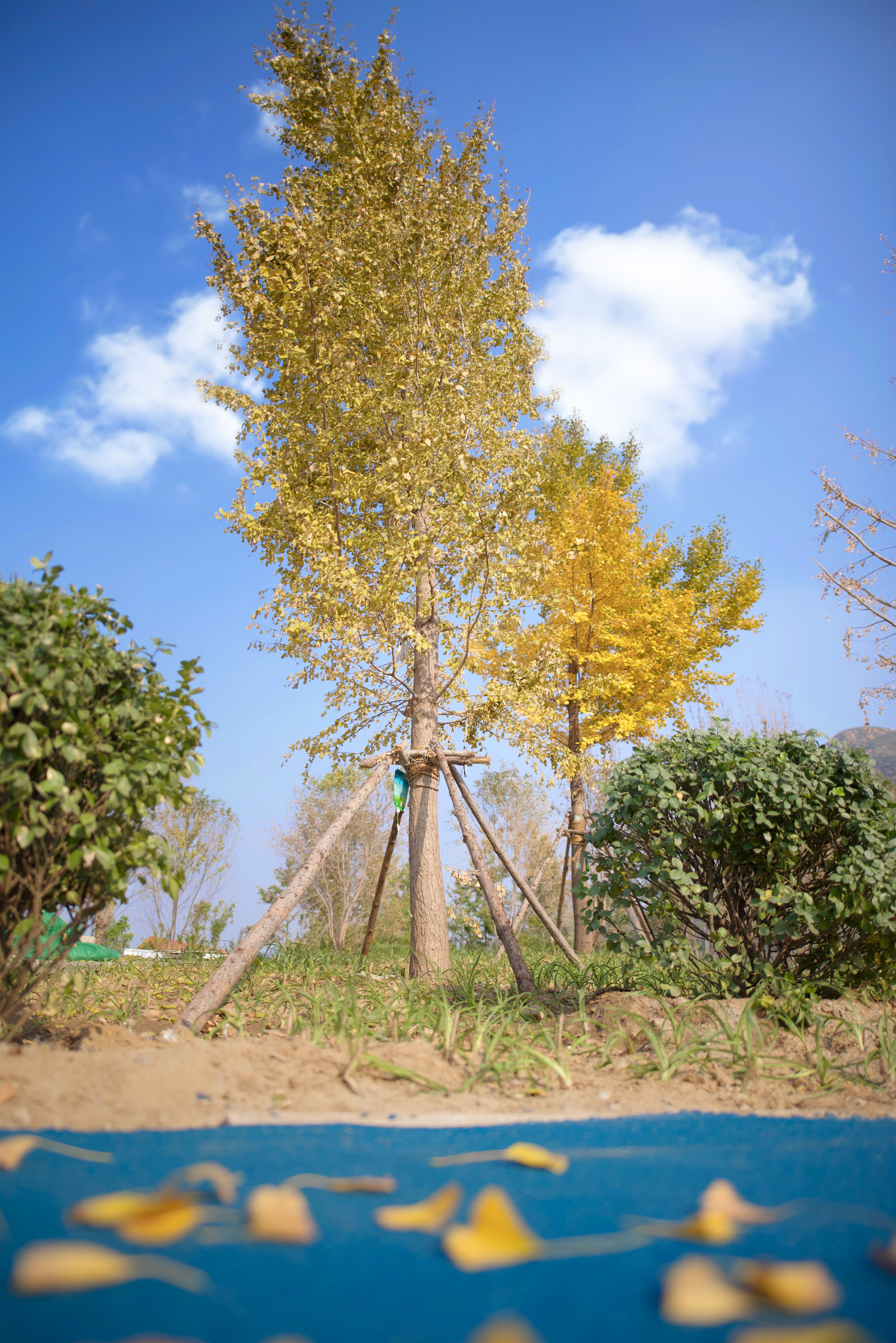 景观植物-银杏树.jpg 景观植物-银杏树.jpg