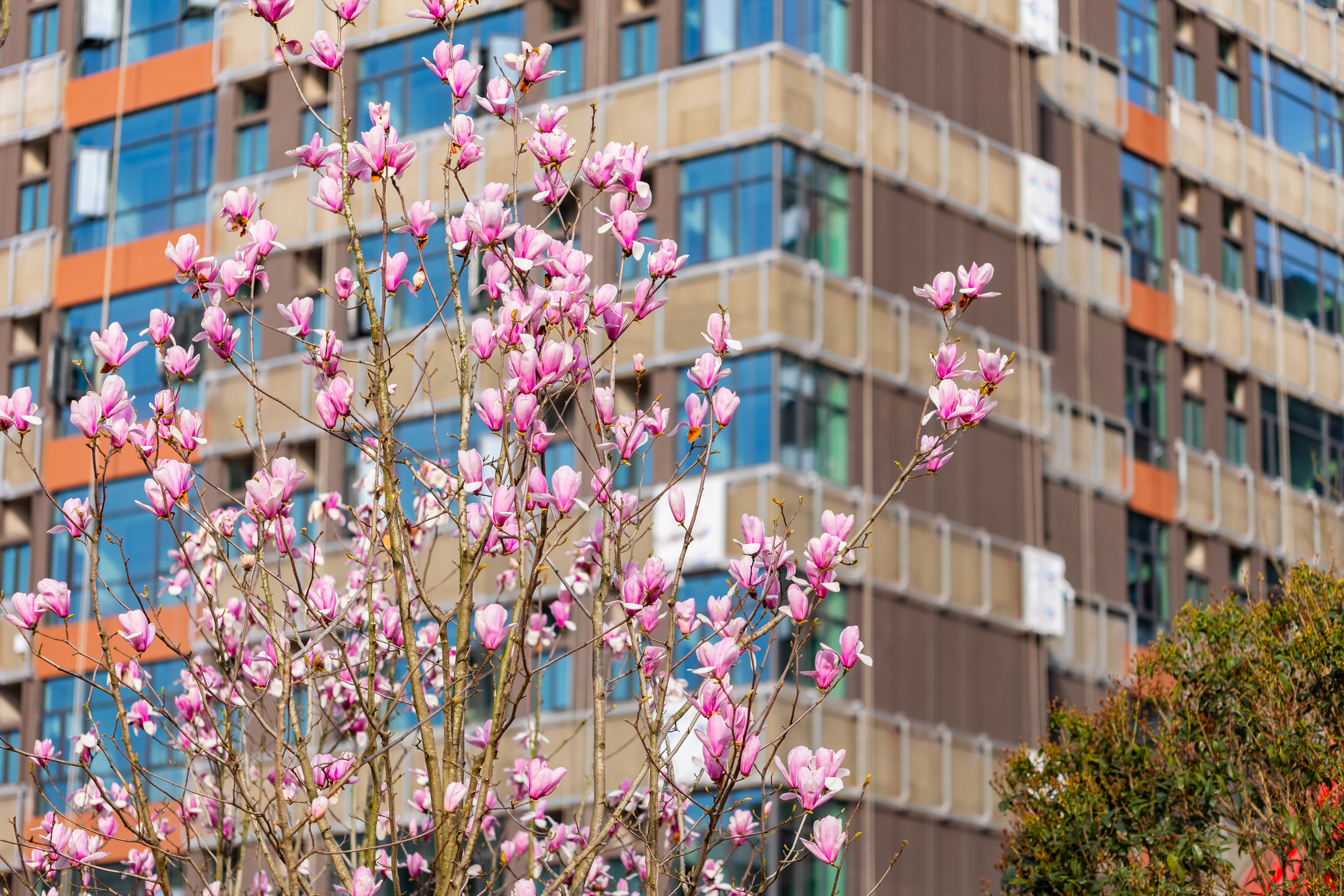 宿舍区-紫玉兰3.jpg