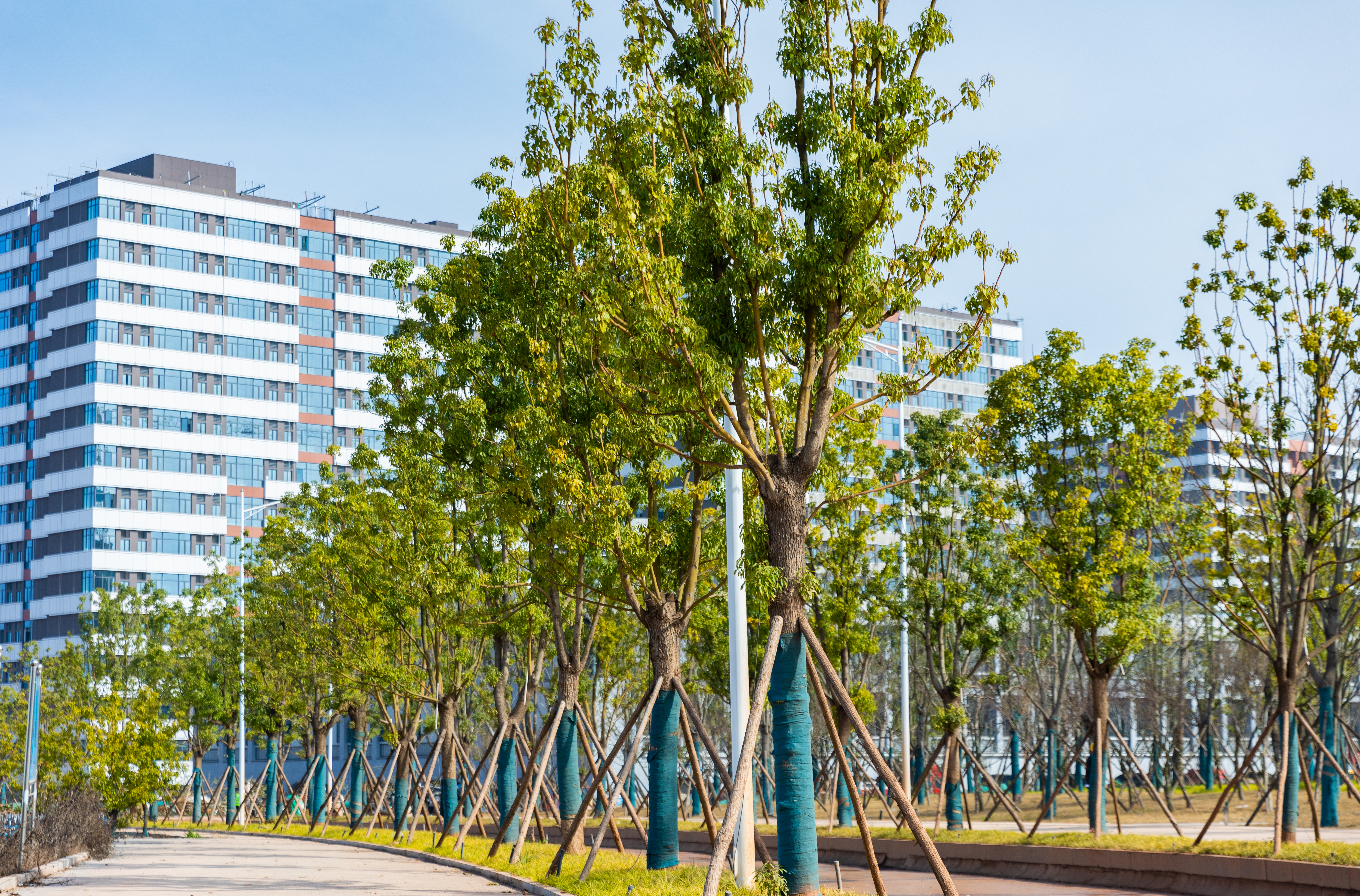 图书馆-香樟树.jpg