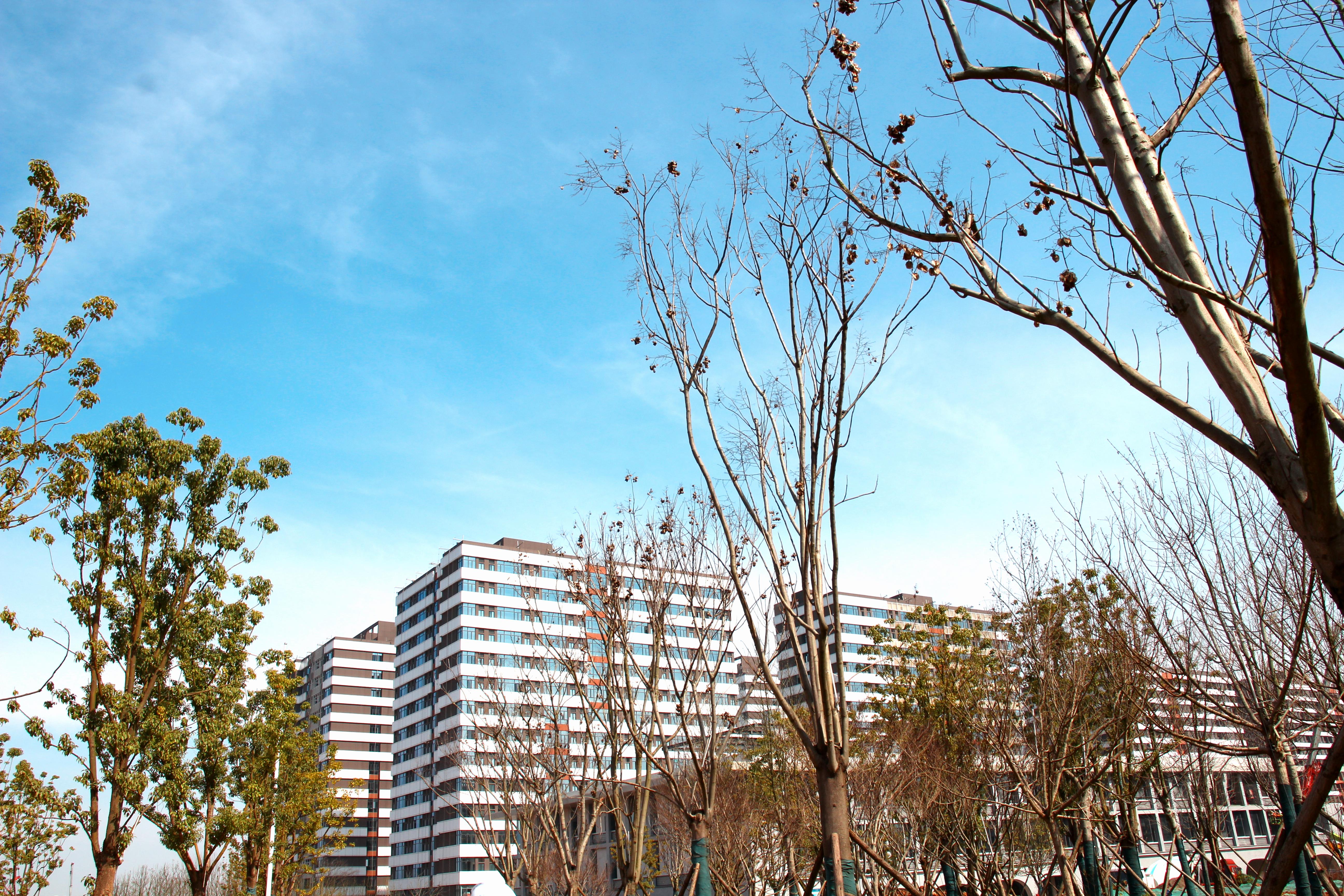图书馆西侧园林道路.jpg