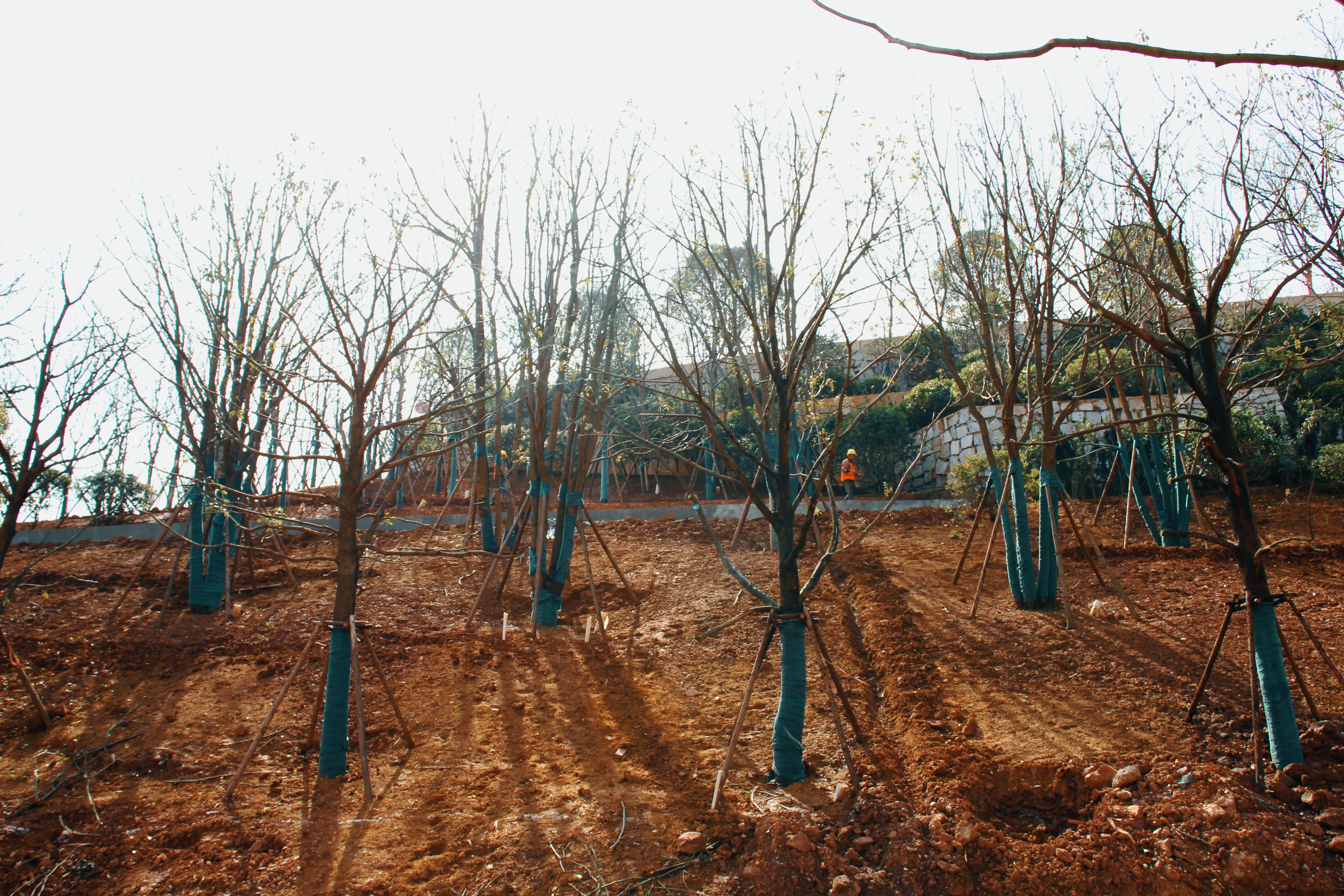 山体区园林.jpg