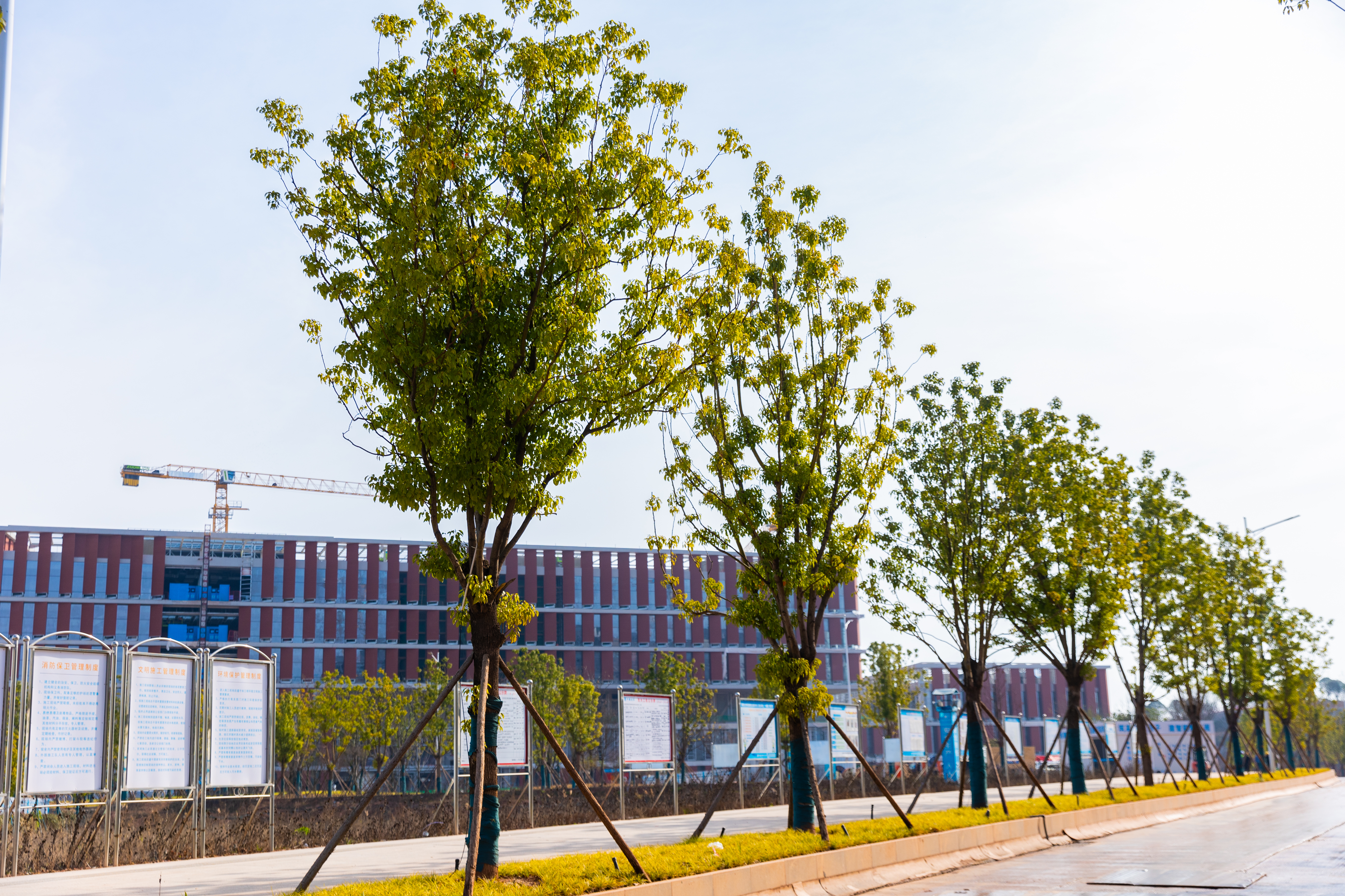 图书馆西侧-香樟树.jpg