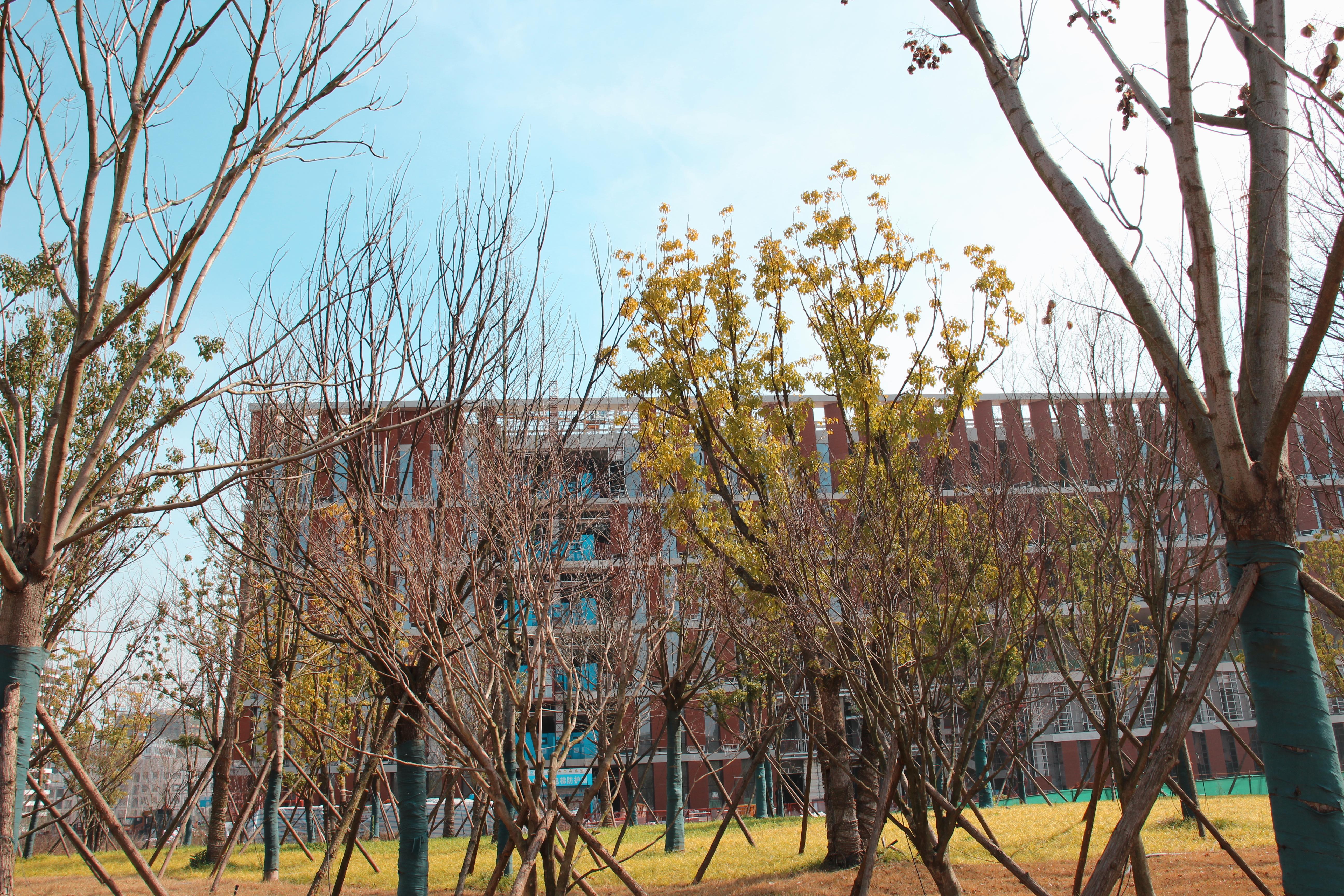 图书馆西侧园林.jpg